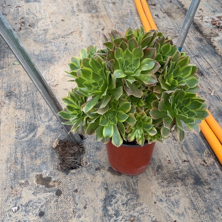 19青檬多肉多肉植物多肉多肉