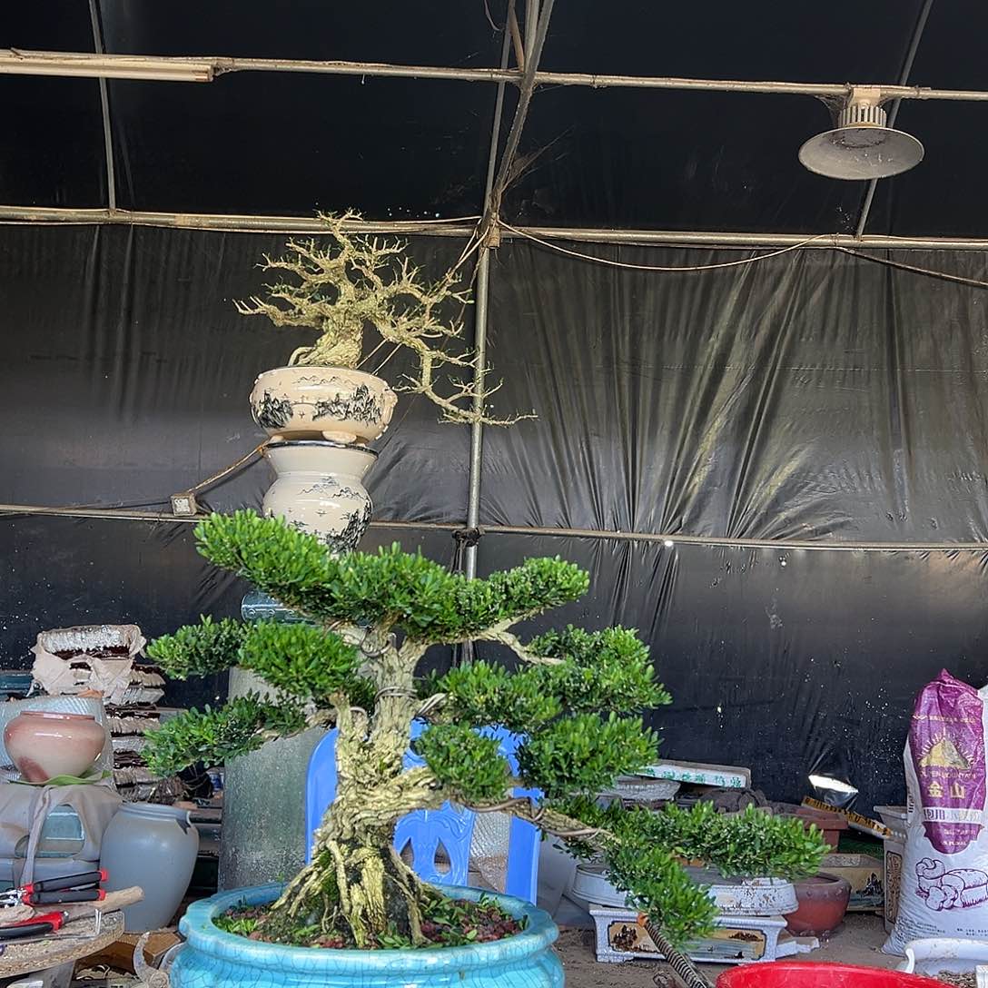 无花朵广东雀舌黄杨盆景