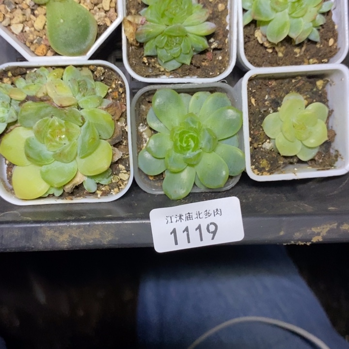 标签1119打包6颗包邮