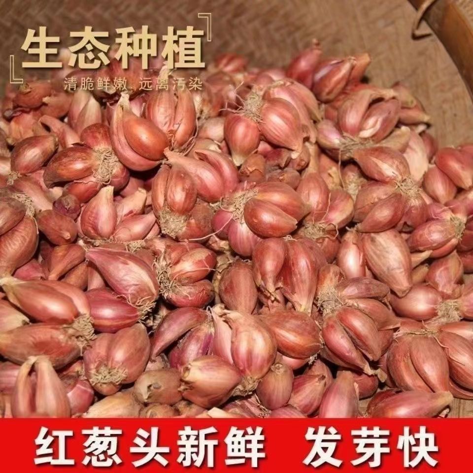 浓香型四季小香葱红葱头黄葱头火葱头干葱头