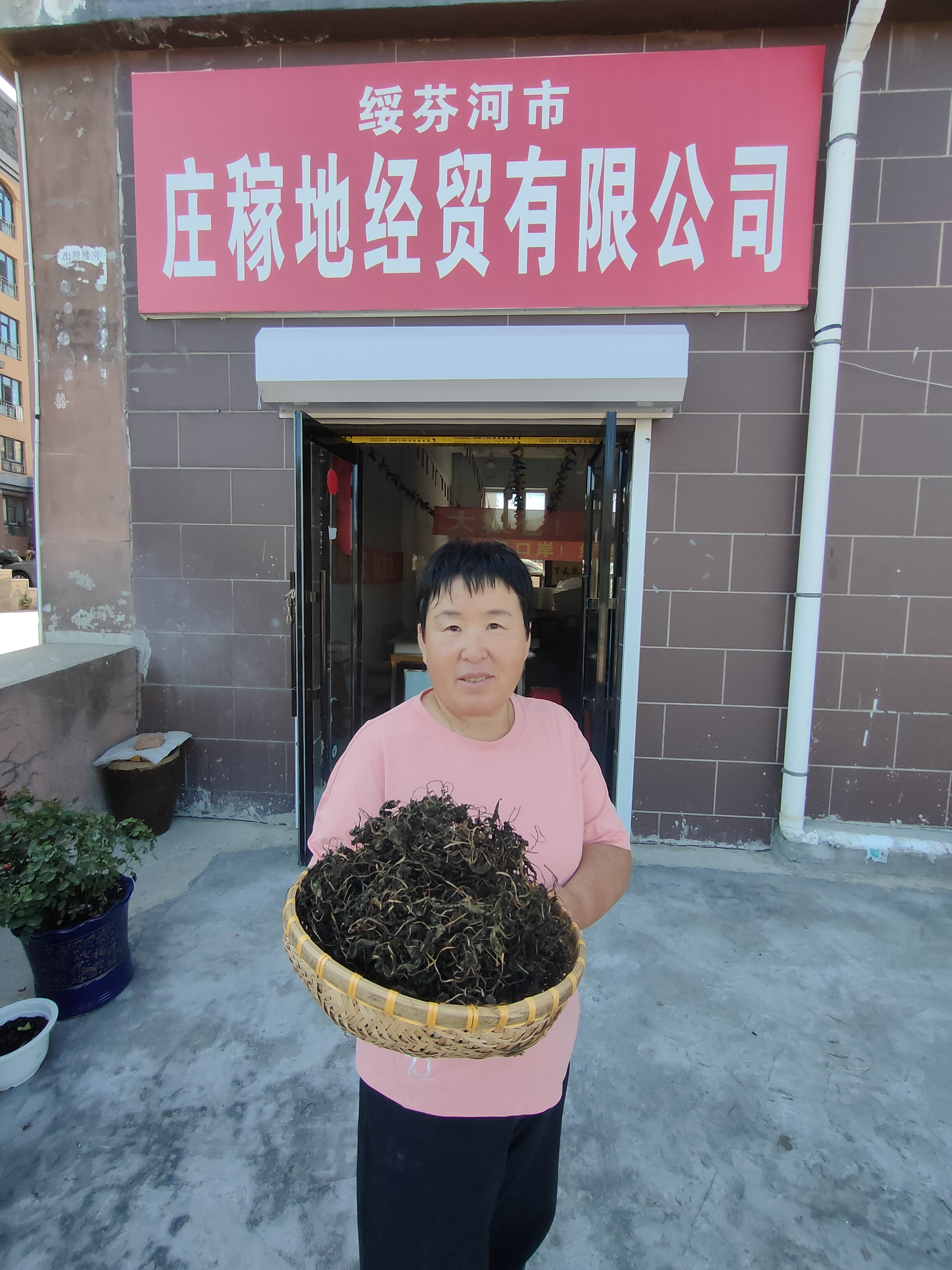 （丽莎妈妈甄选）自己采集野生蒲公英叶蒸炒干叶