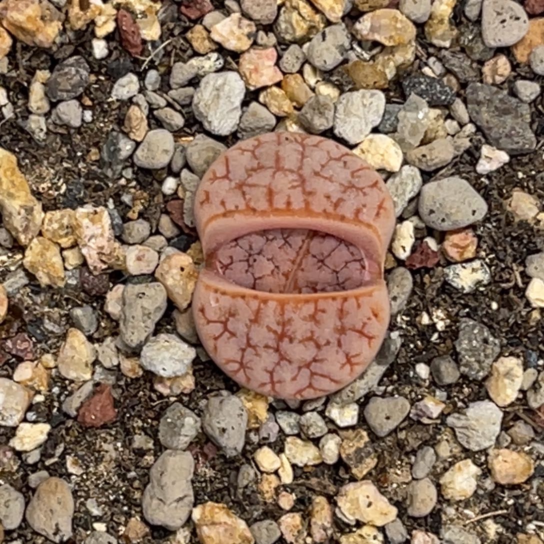 5942拿铁189橙红体尺寸1.6