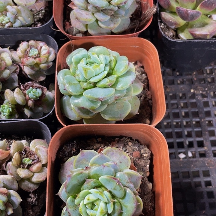 6.5方天鹅绒带盆土发