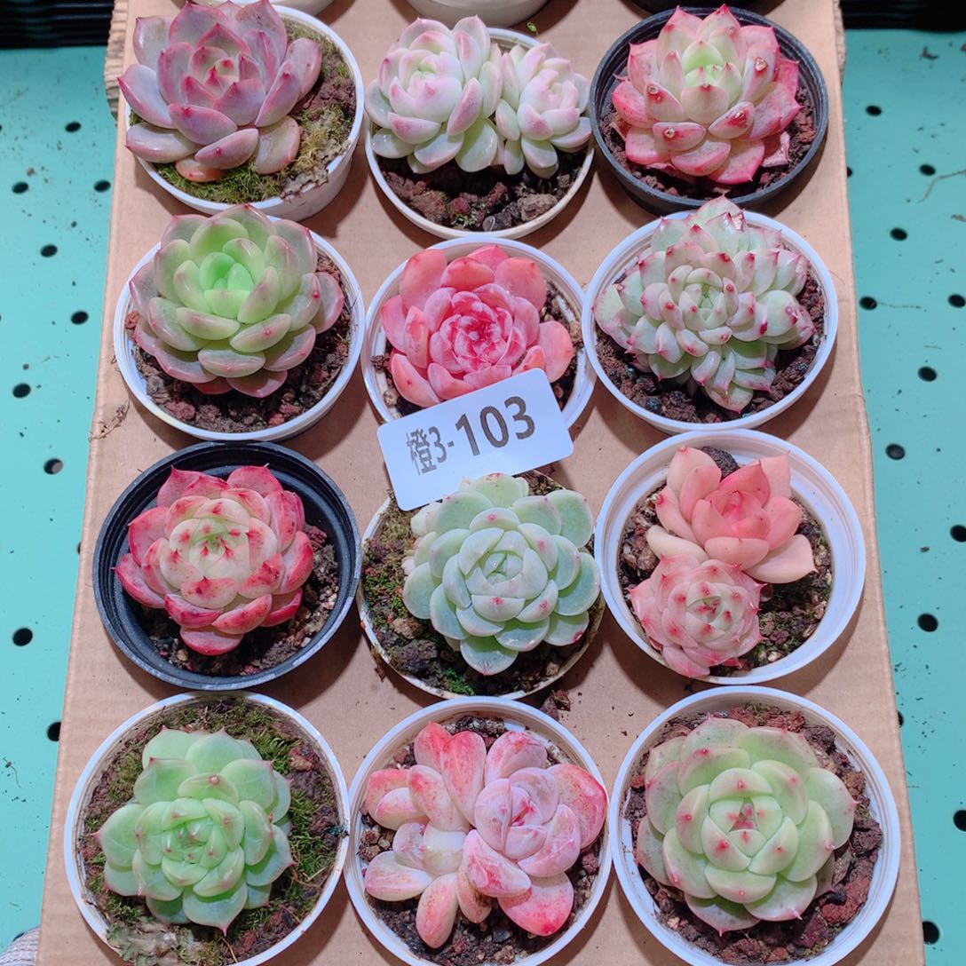 3-103一物一拍多肉带盆18颗