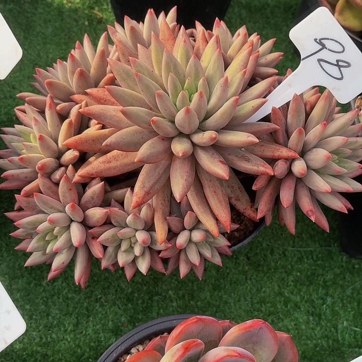 丽娟花卉流沙羽美人