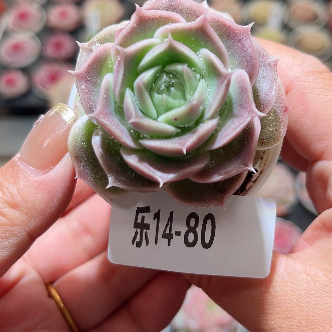 乐14-80 霜瓷单头