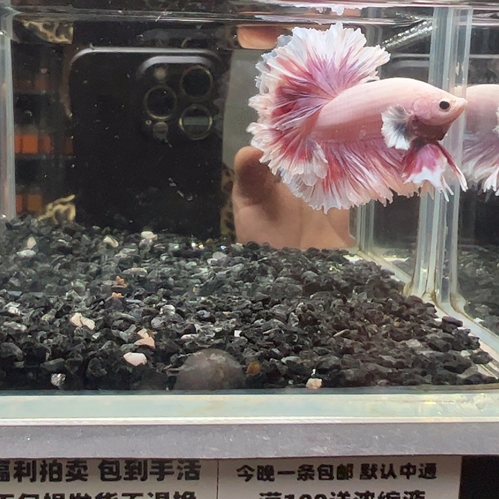 斗鱼跑单拉黑4日22