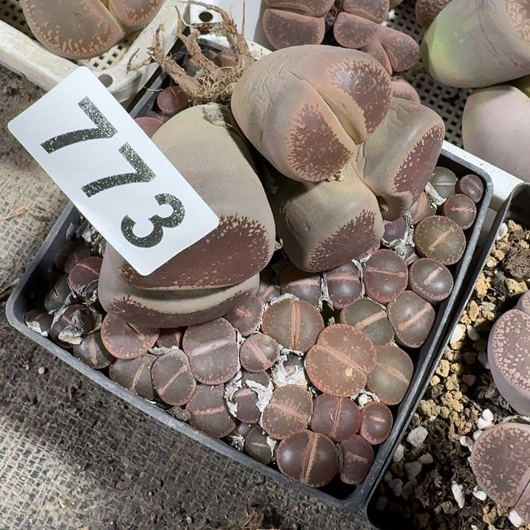 Y***首生石花一物一拍特价有伤773