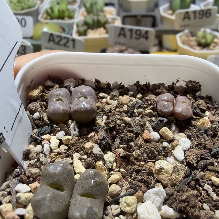 227。满38包邮肉锥