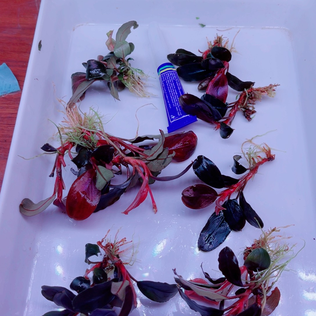 美小呆特惠套餐一份