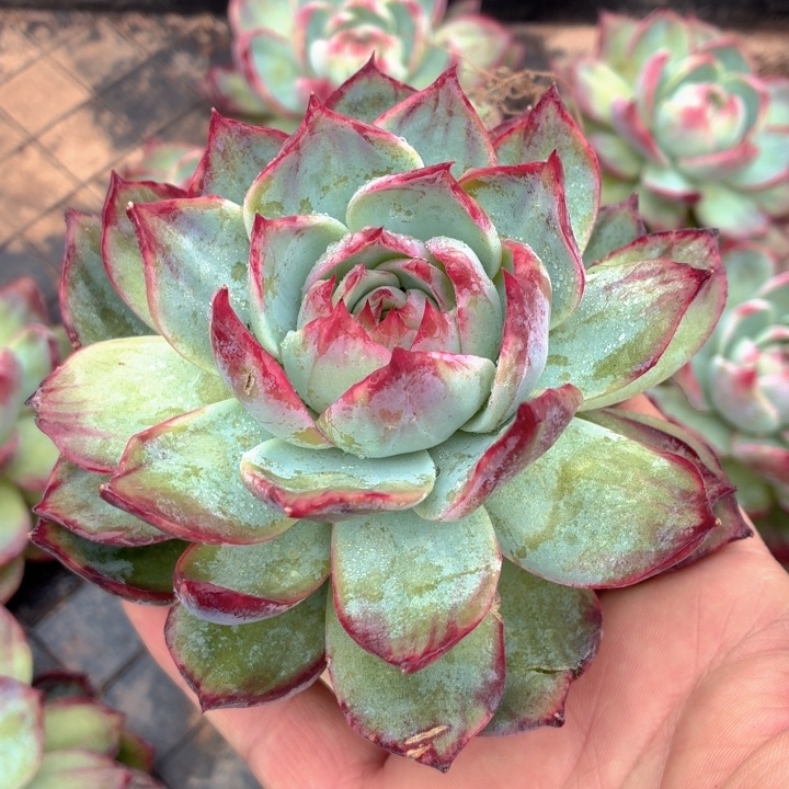 多肉植物惊鸿仙子