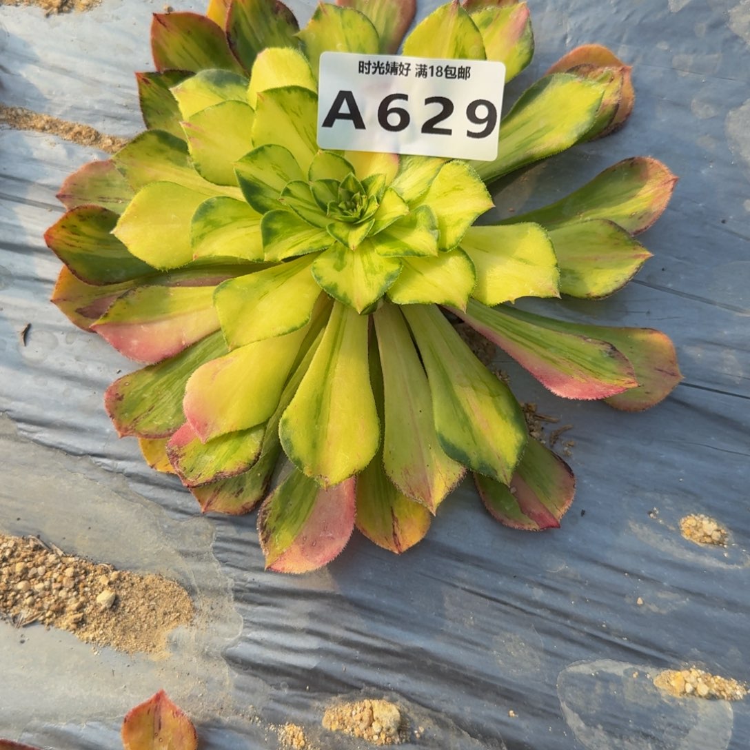 用***0629知否到秋 多肉植物