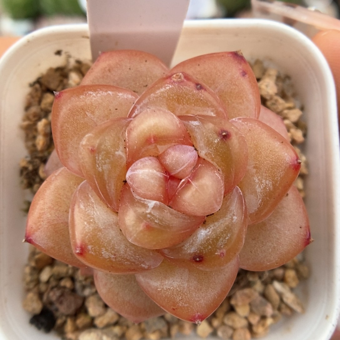 金雀可拍398号。