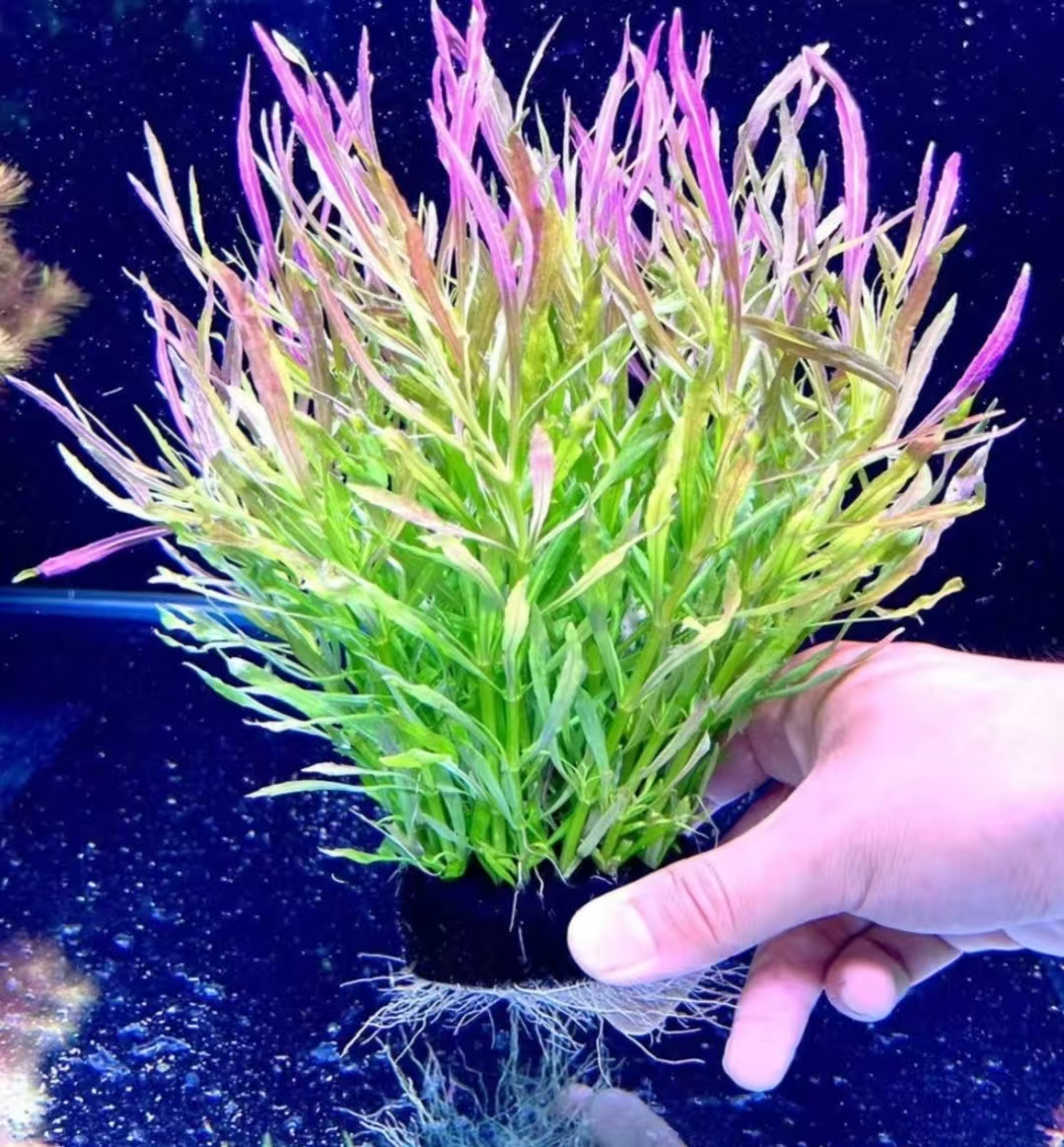 巴西百叶坨草新手懒人适用可用于鱼缸造景净化水质增氧