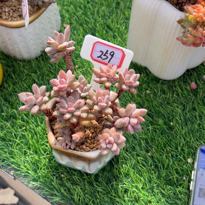 ^***^胭脂美人一物一拍259号