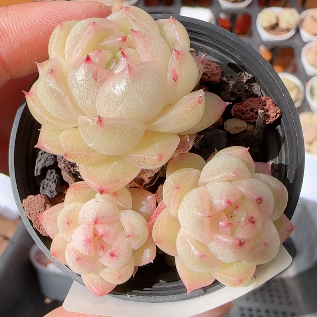 花语多肉1228-339散