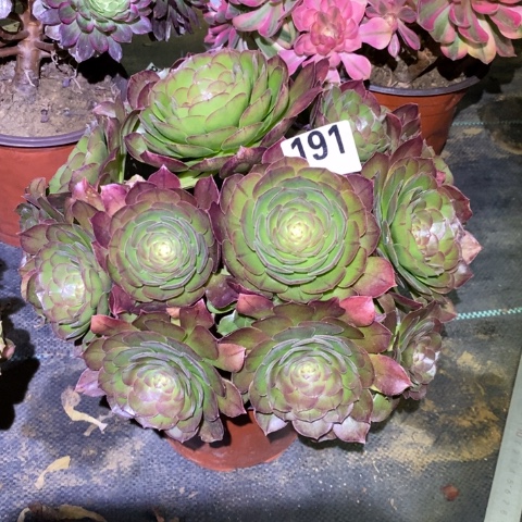 万圣节多肉植物法师不包损