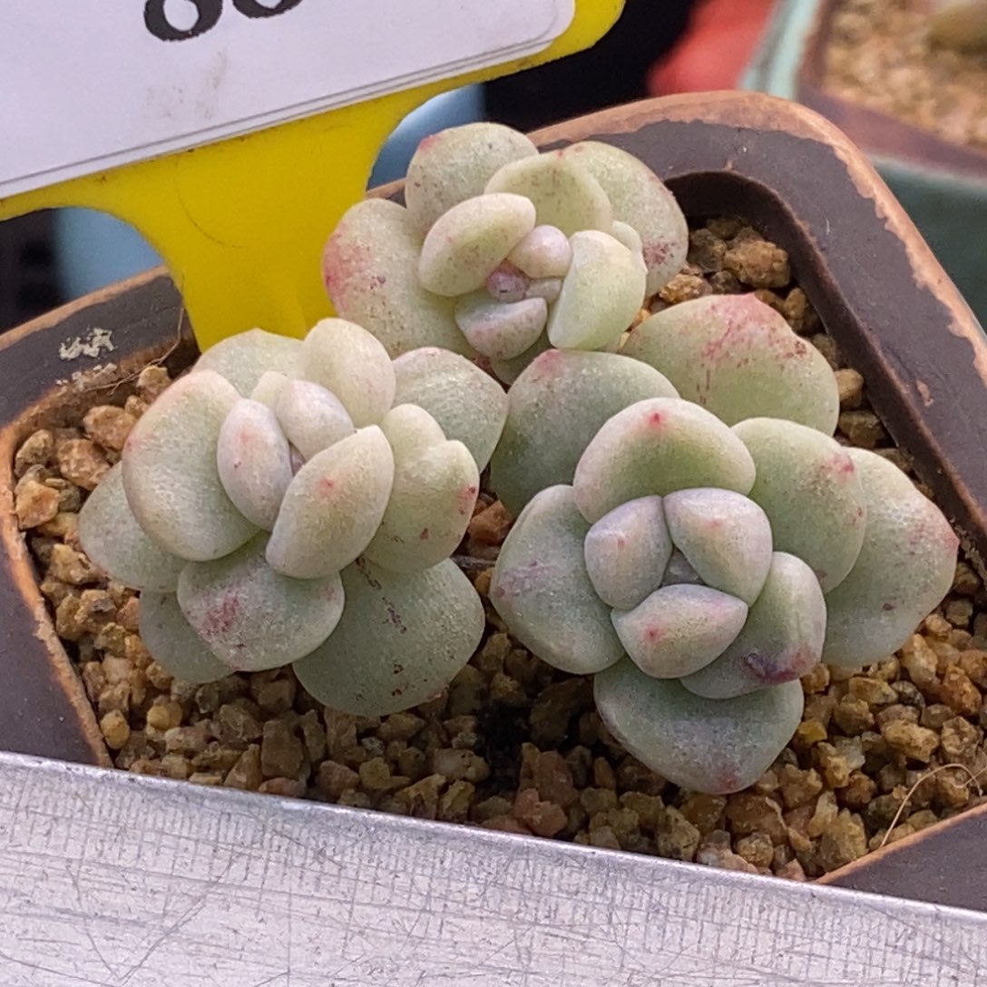 888冰玉石化三头多肉植物