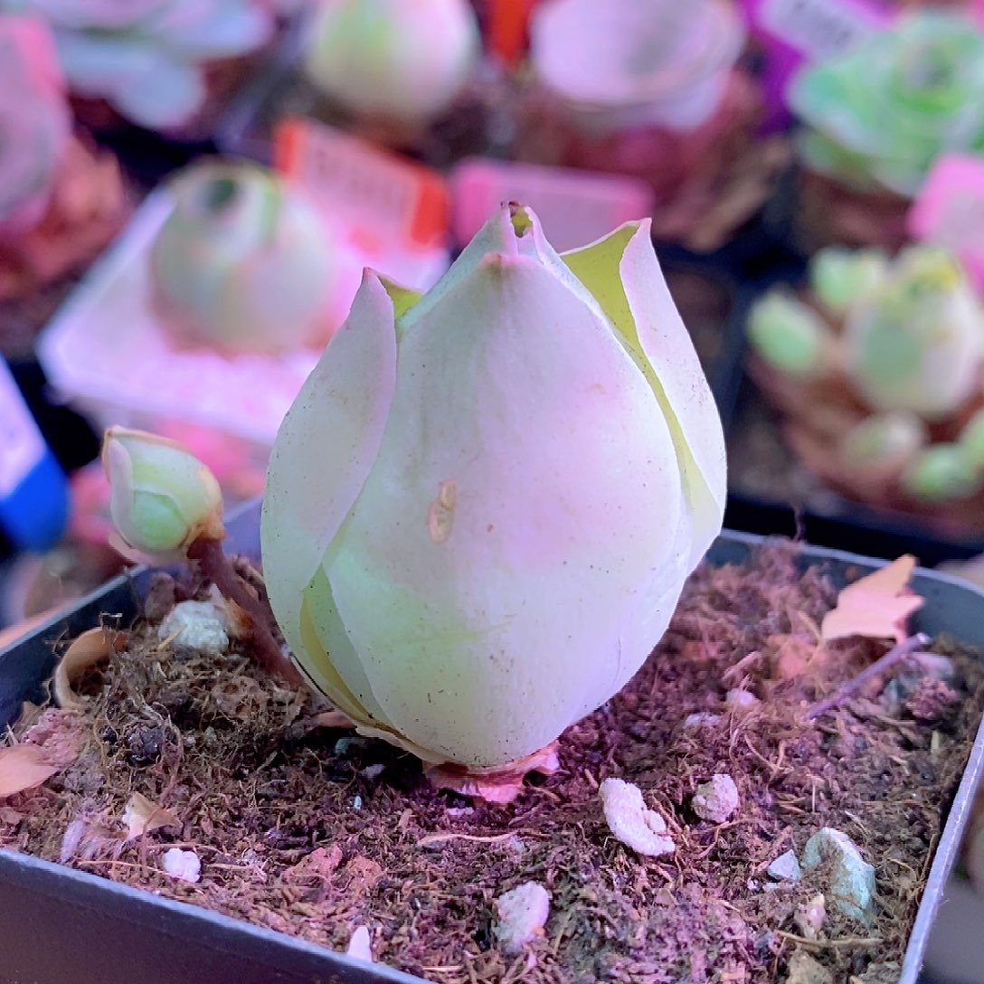 山地玫瑰一物一拍711