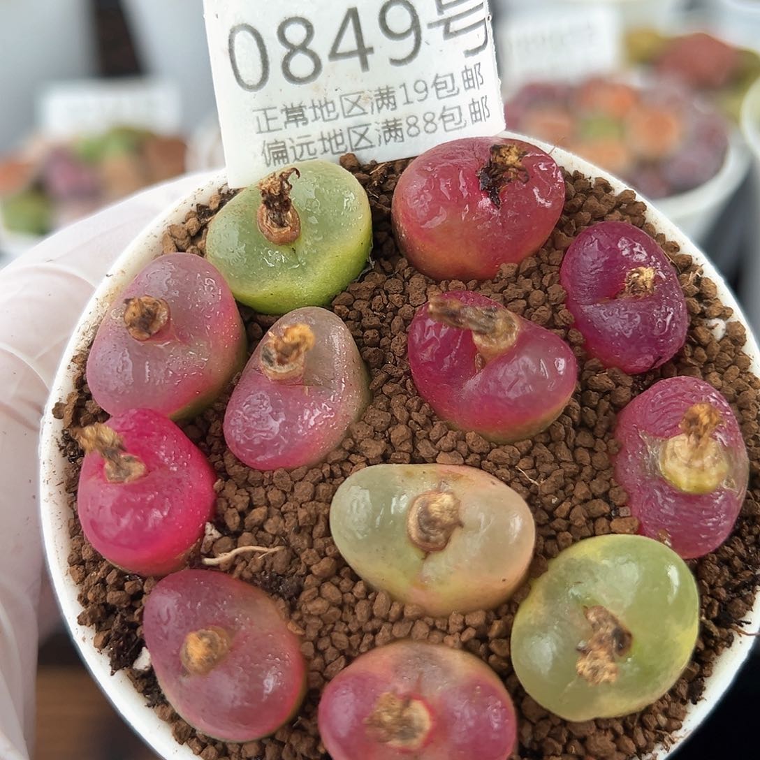 好养易活生石花大母本0849