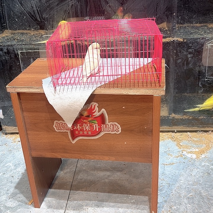 虎皮鹦鹉特色大头