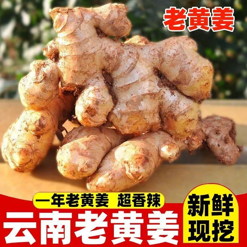 正宗云南小黄姜现挖老姜2025辛辣适中鲜味浓郁M1