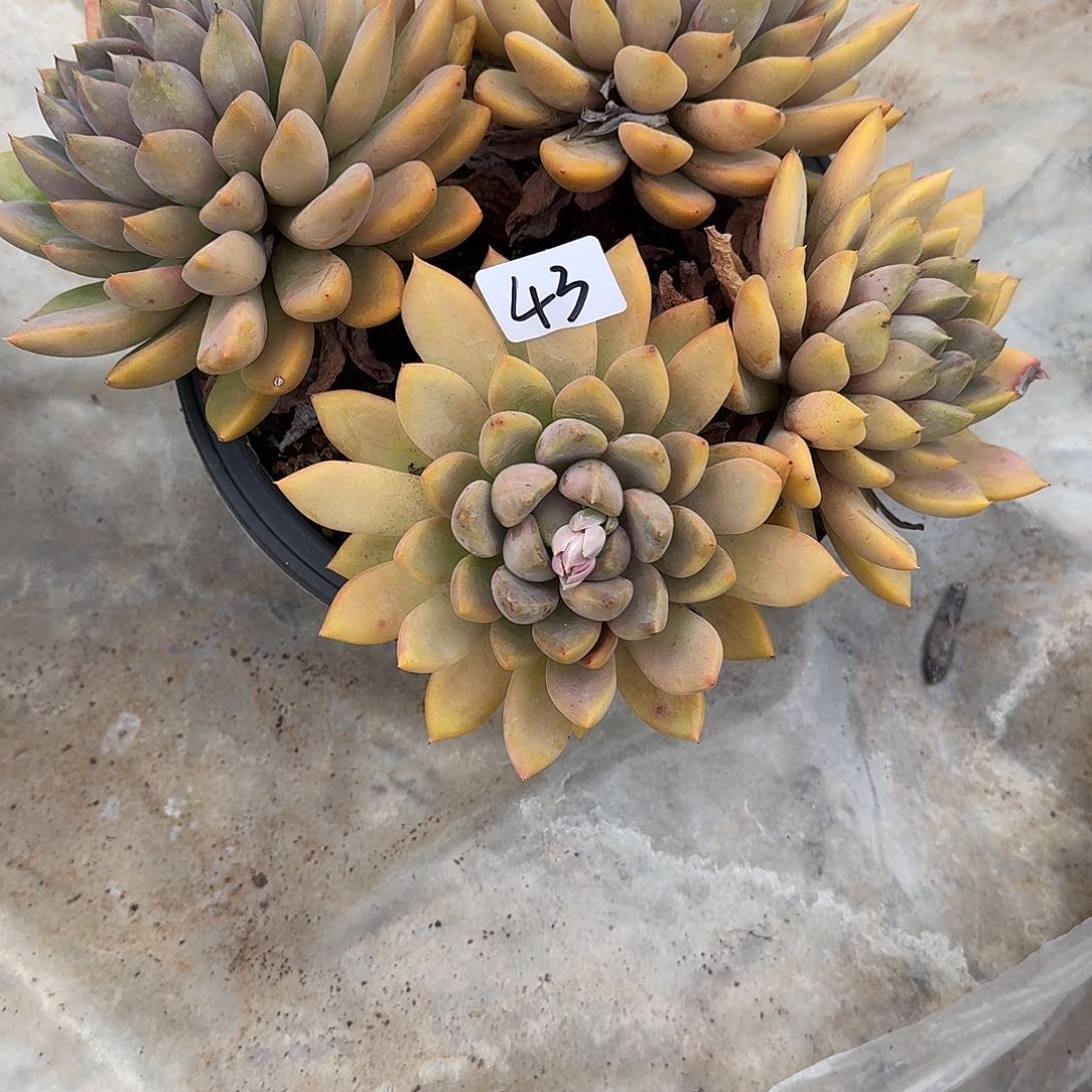 43 号象牙多肉植物 00000