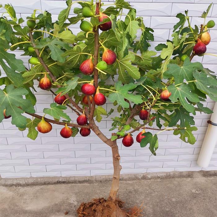 无花果树苗南北方庭院种植盆栽地栽当年结果特大矮化波姬红果树苗