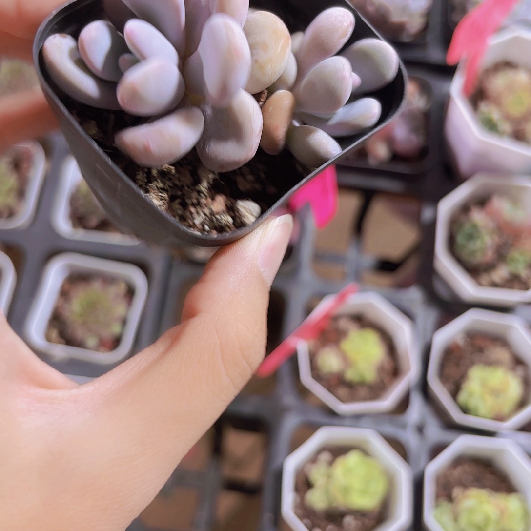 精品老庄粉兔多肉植物