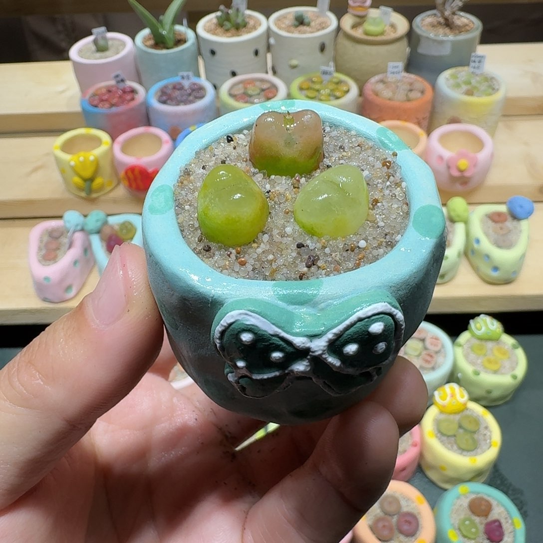 红陶蘑菇223毛汉尼