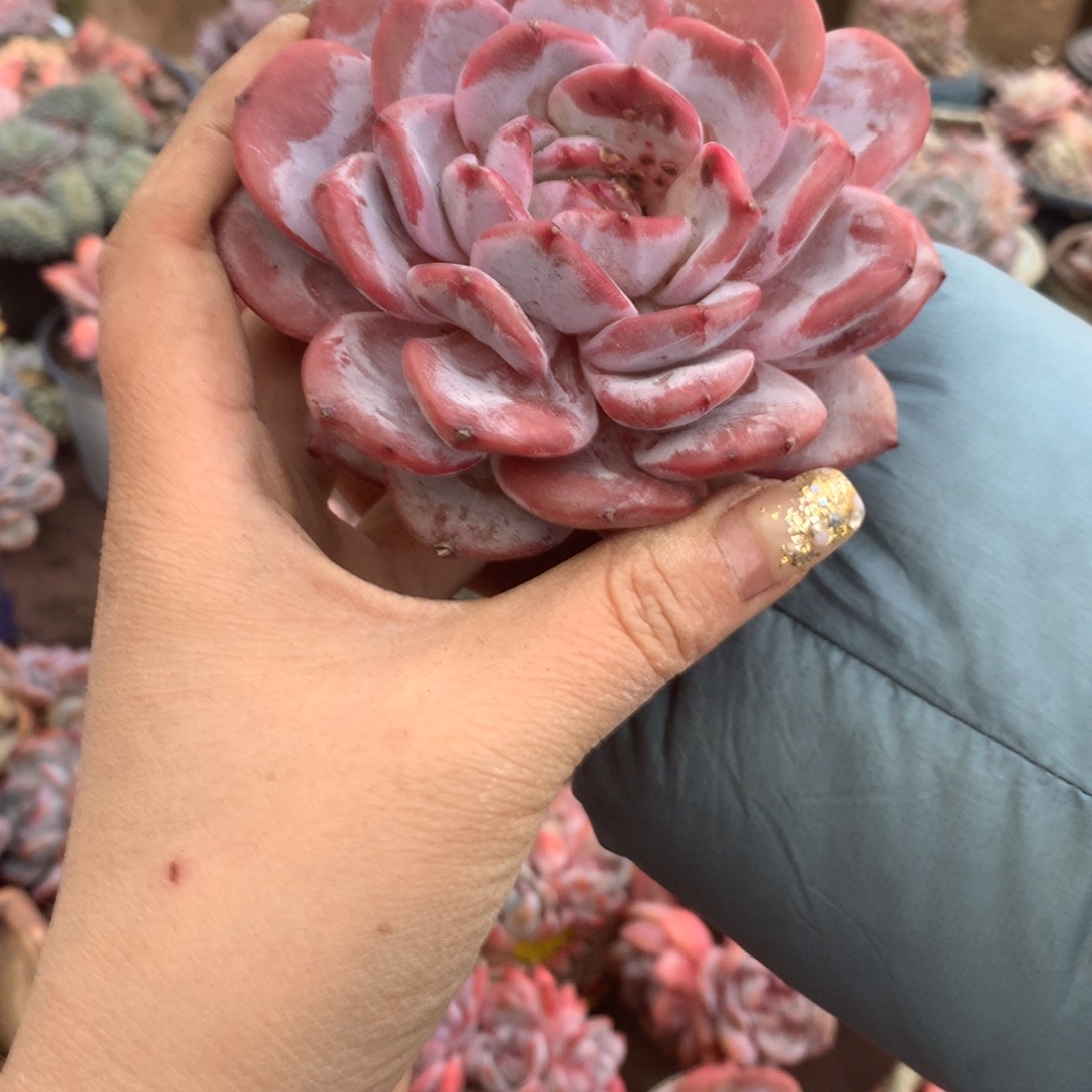 哈哈哈哈哈哈哈哈石榴籽冰玉