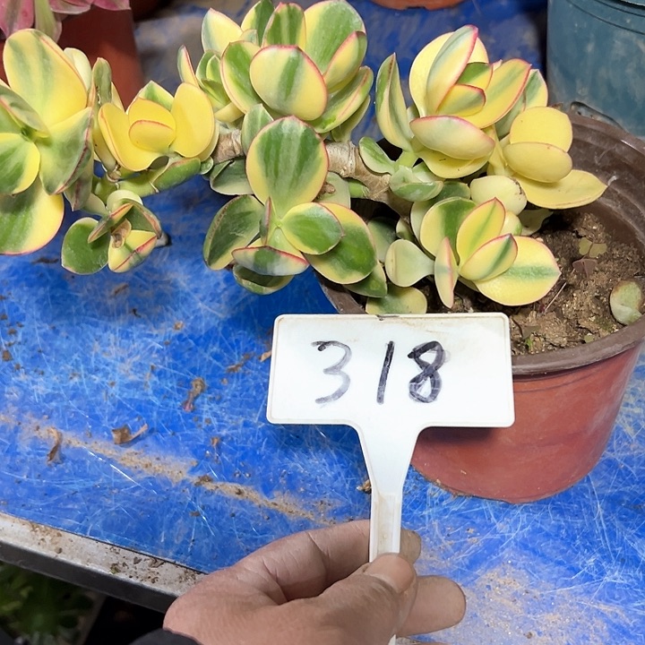 多肉植物星花月锦法师