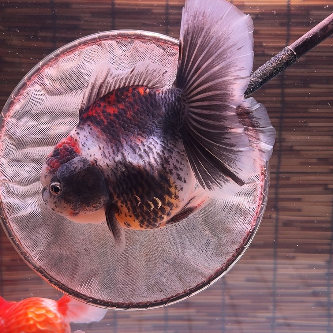 金鱼百褶泰狮冷水金鱼