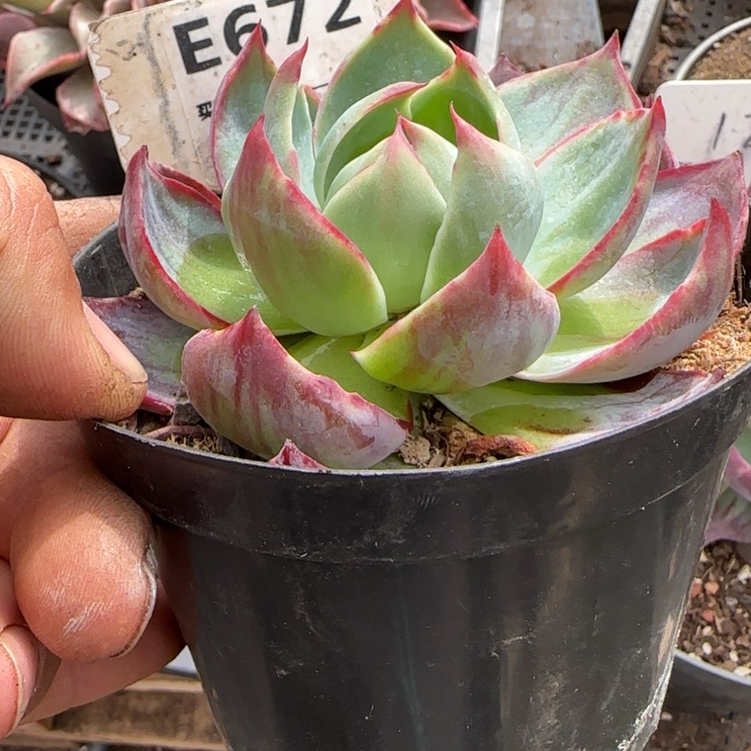 花脸拉丝惊鸿一物一拍包装收缩花旱672