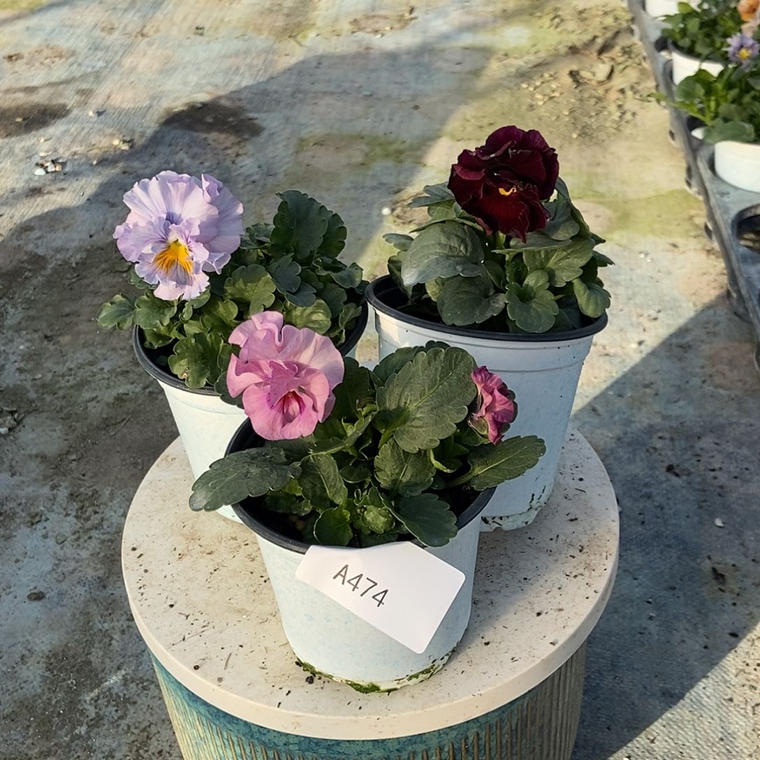 大部分花苞少量开放