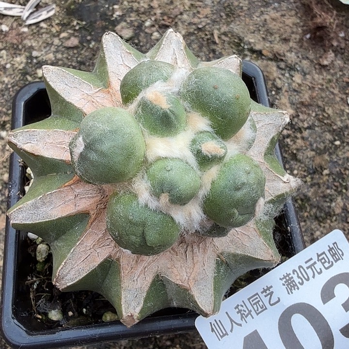 无花朵403葡萄蛋蛋牡丹东三