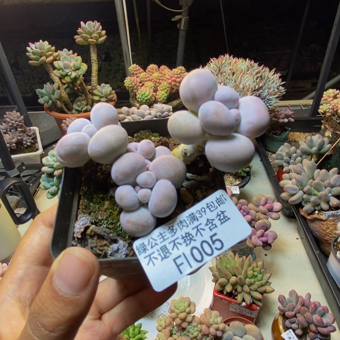005芭比奶多肉7cm