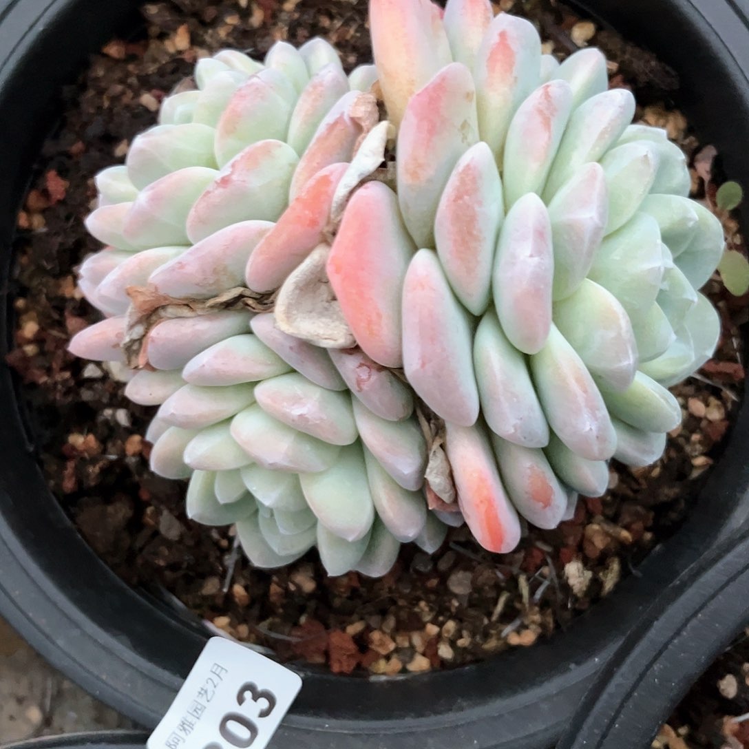 阿雅园艺。           203