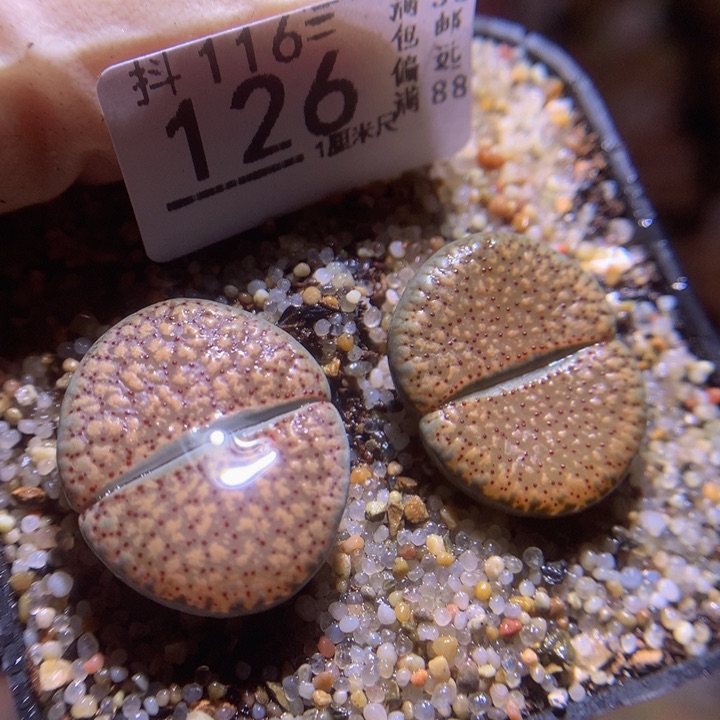 精品生石花116.126