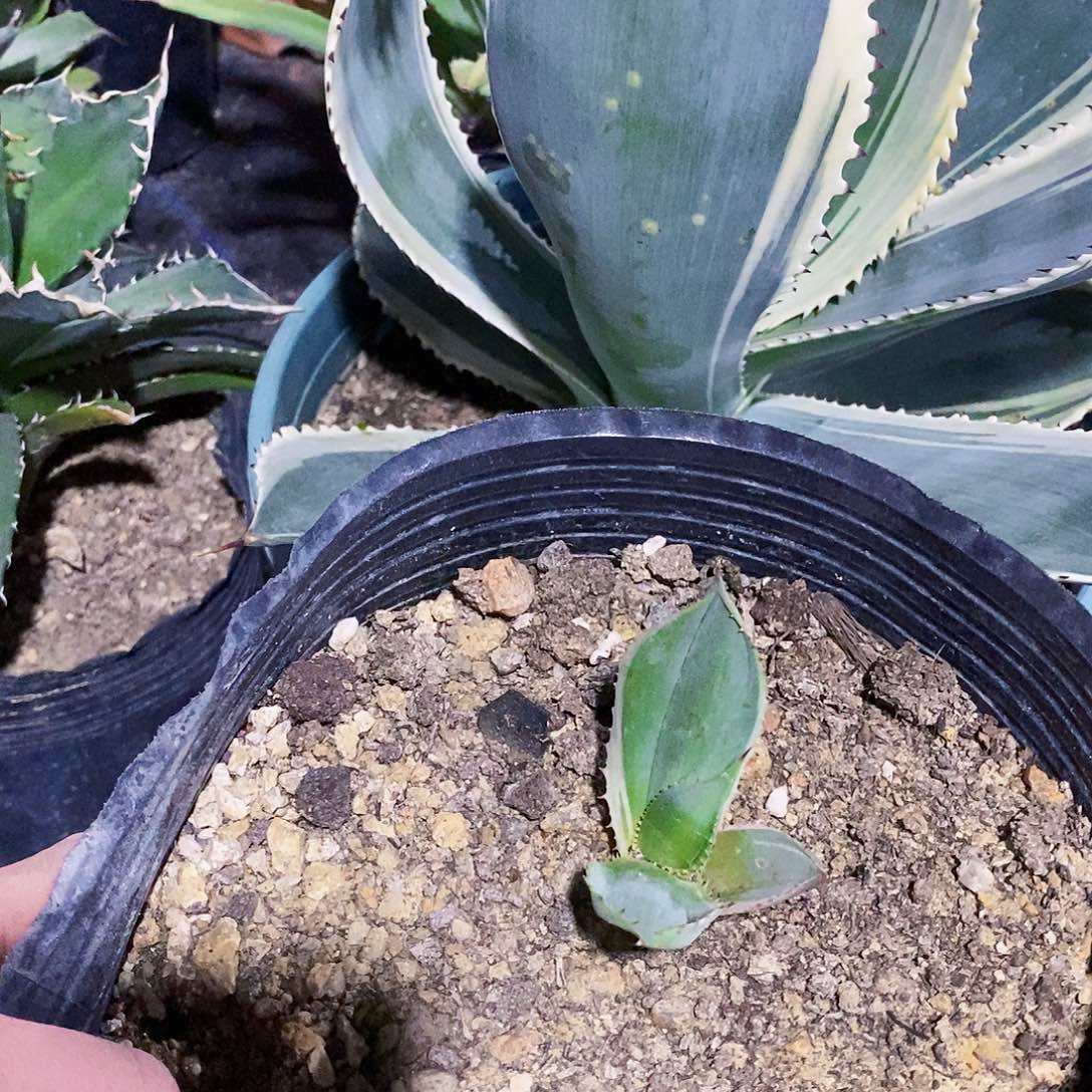 诺娃白狐白腹轮锦小苗一颗