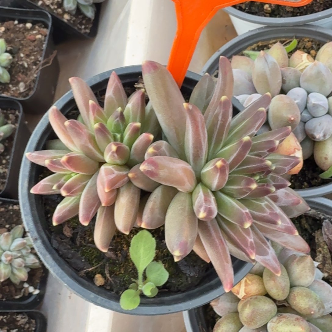 梵高一物一拍多肉植物446