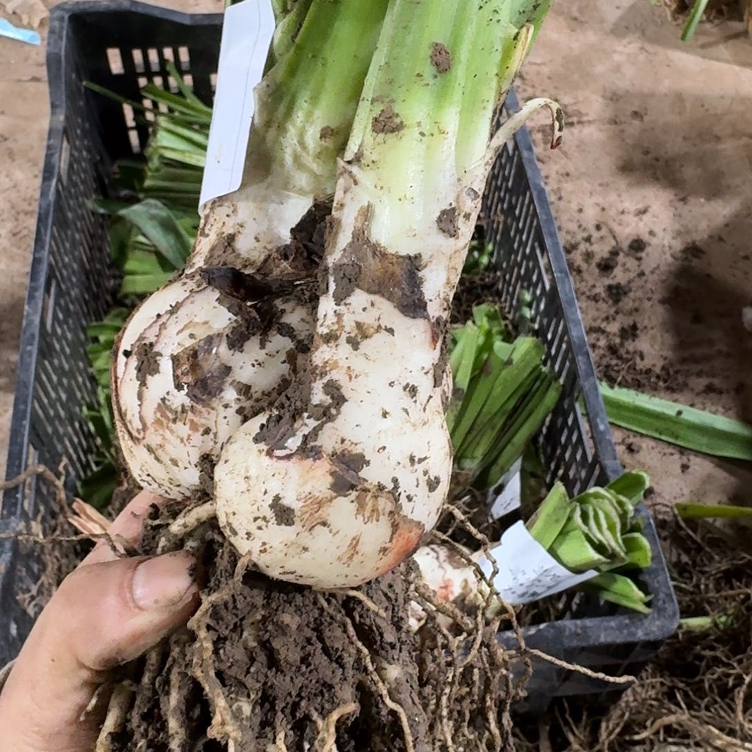 兰尼7+带侧开花球