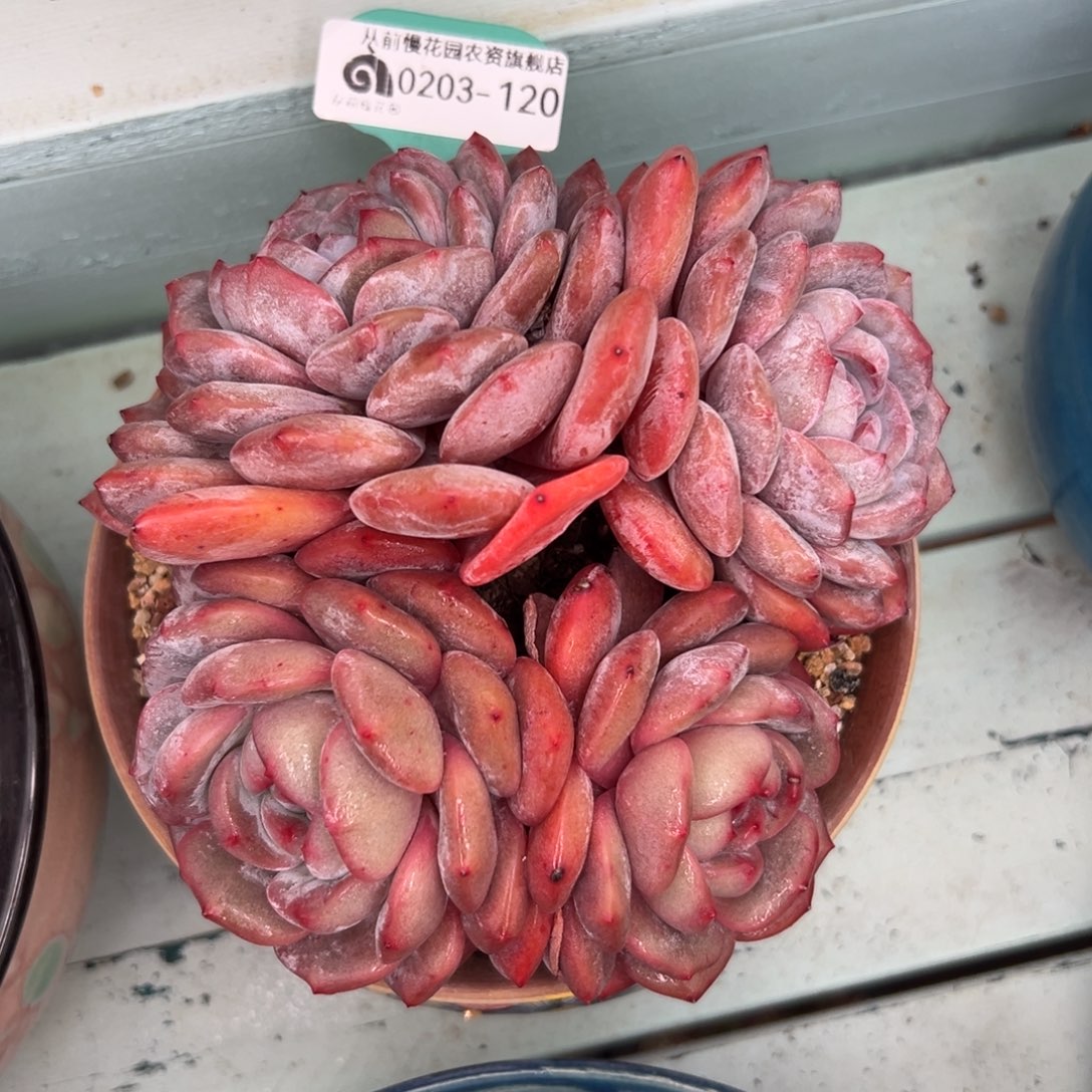 多肉一物一拍0203-120