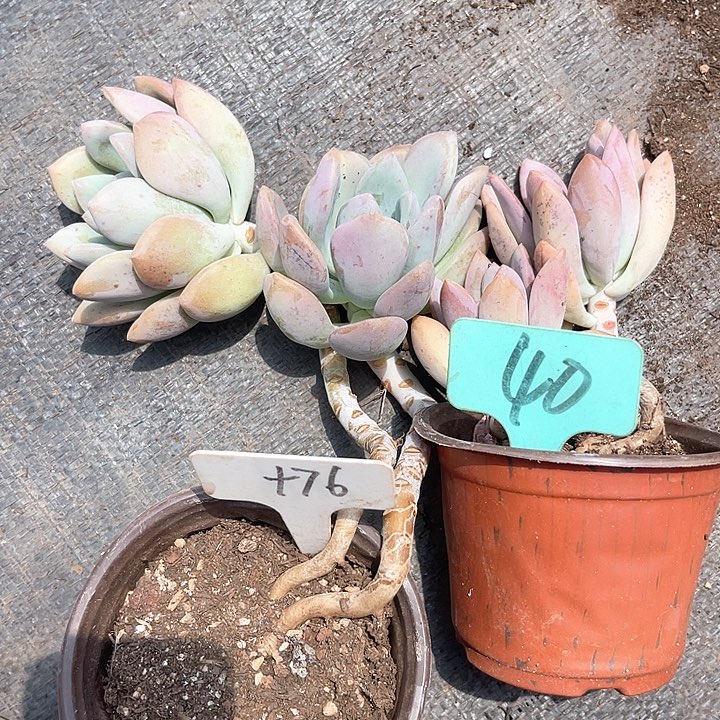 晨语多肉，一物一拍76,40奥普