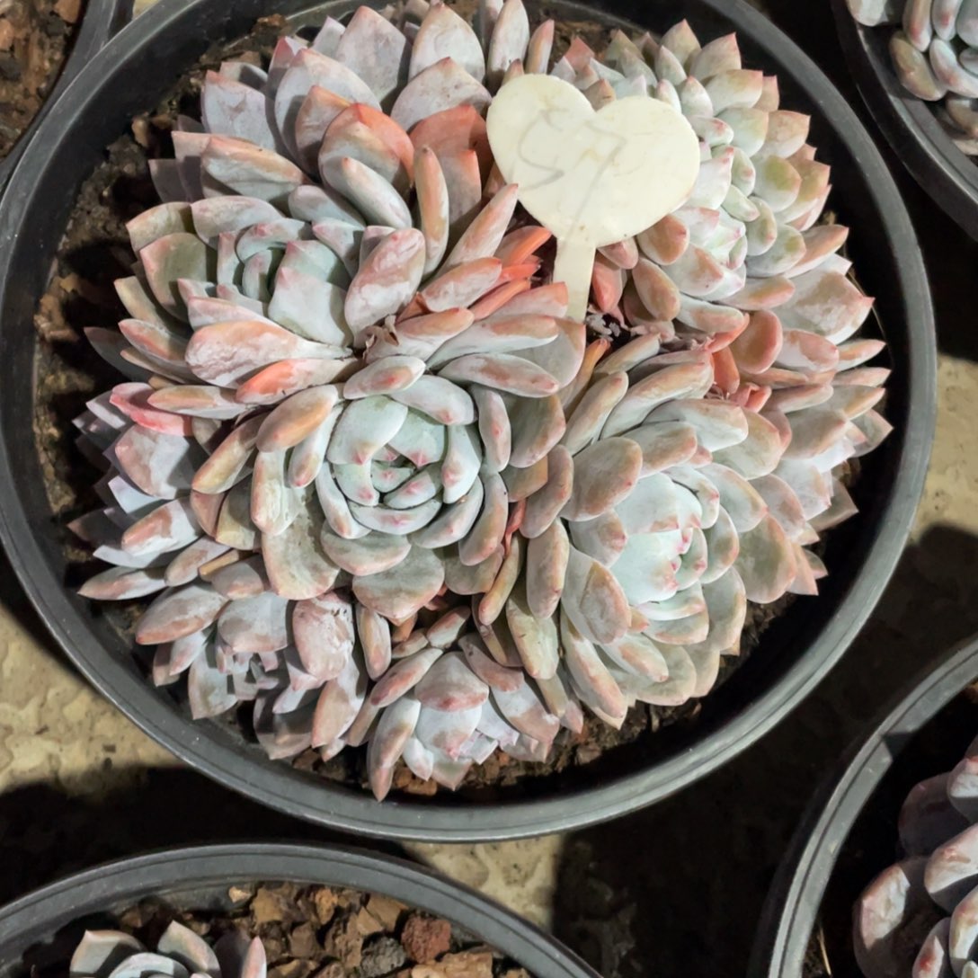 57号星影群生多头