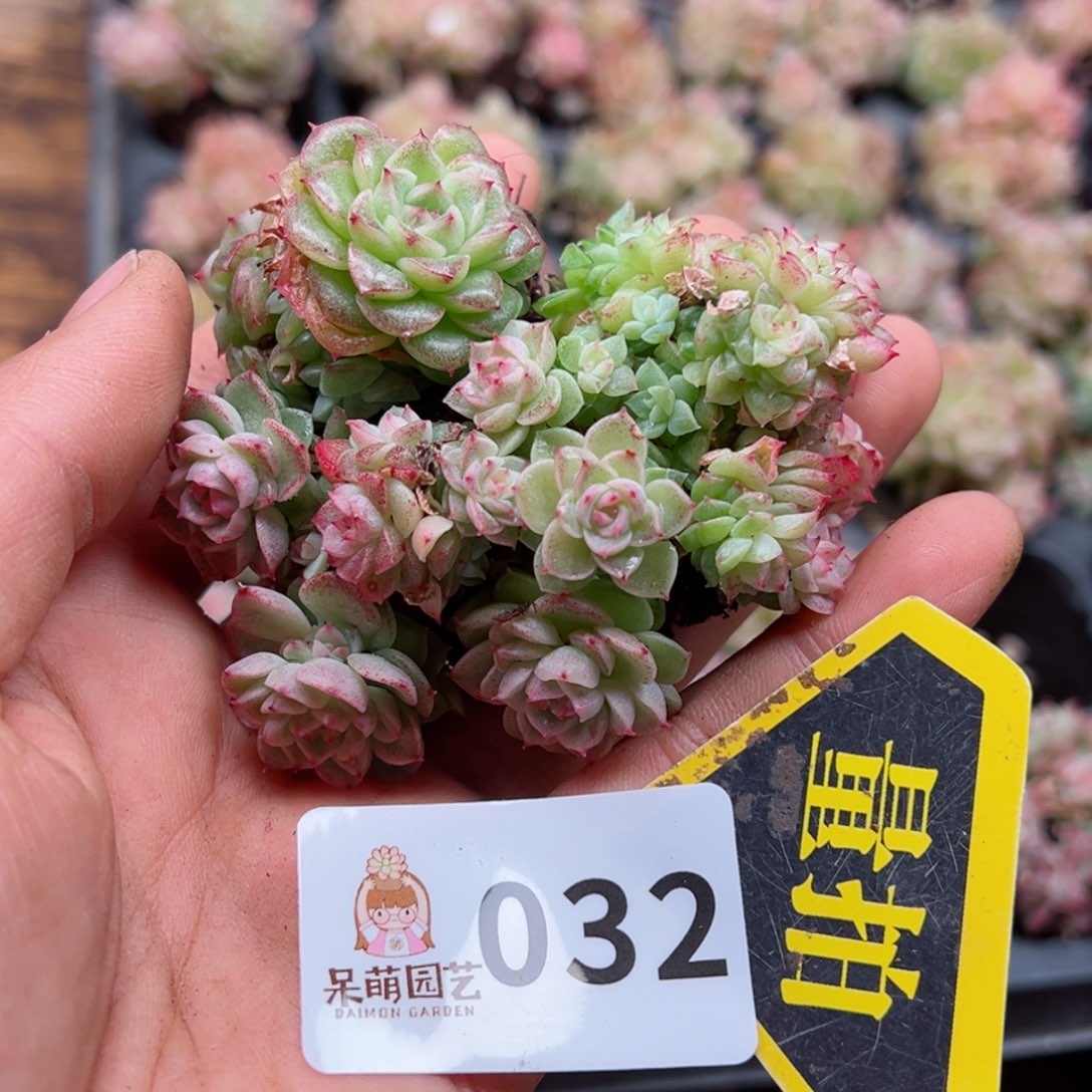 多肉植物多肉植物