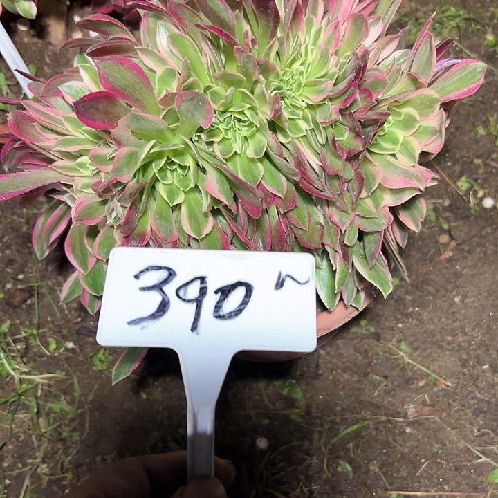 多肉植物女神缀花