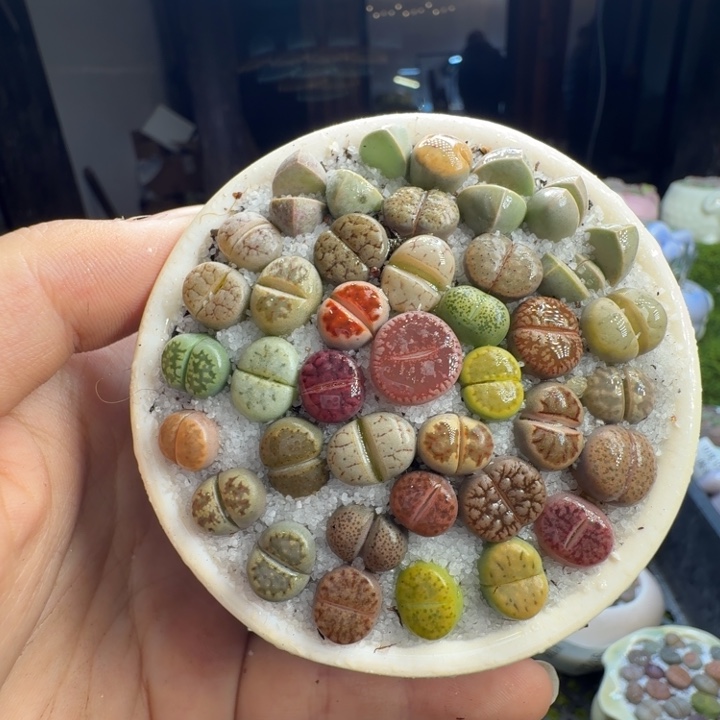 多肉植物的生长发育1258