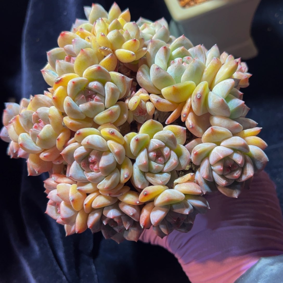厚梦 新年快乐 新年快乐