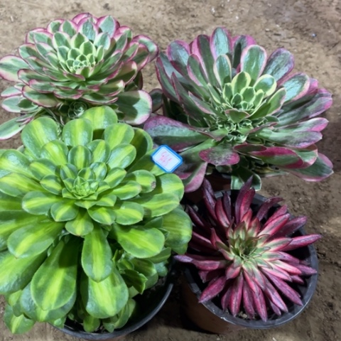 945多肉植物组合